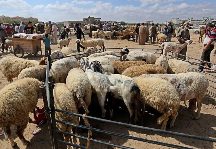 الأضحى في غزة: لا مشترين للمواشي ولا شحذ للسكاكين