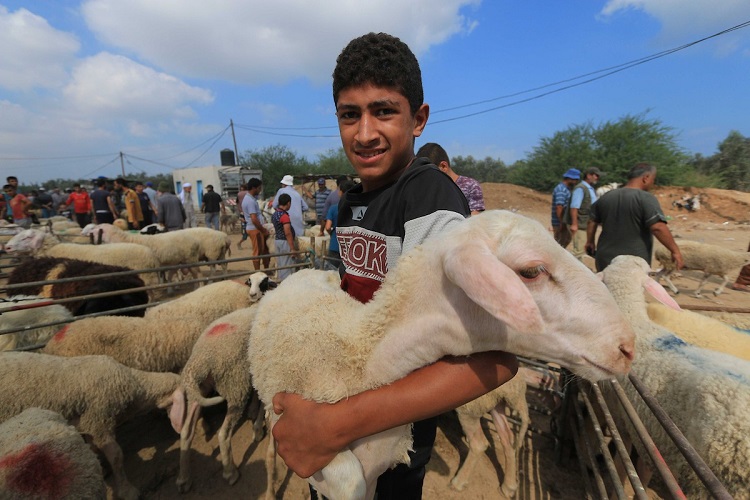 يشترك 6 إلى 7 أشخاص بالأضحية الواحدة