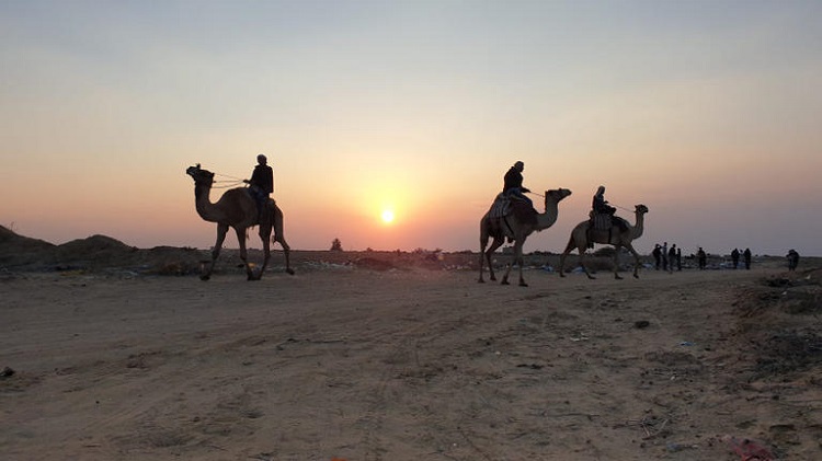 سباقات الهجن