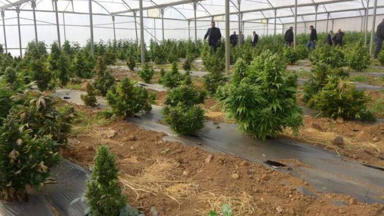 عصابات المخدرات الإسرائيليين يتوجهون للقرى الفلسطينية الواقعة في المناطق التي تصنف (ج)