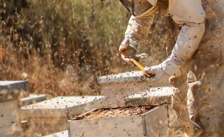 ينتاب مربّي النحل الفلسطينيين الخوفُ من تكبدهم خسائر فادحة بفعل الاعتداءات من قبل المستوطنين