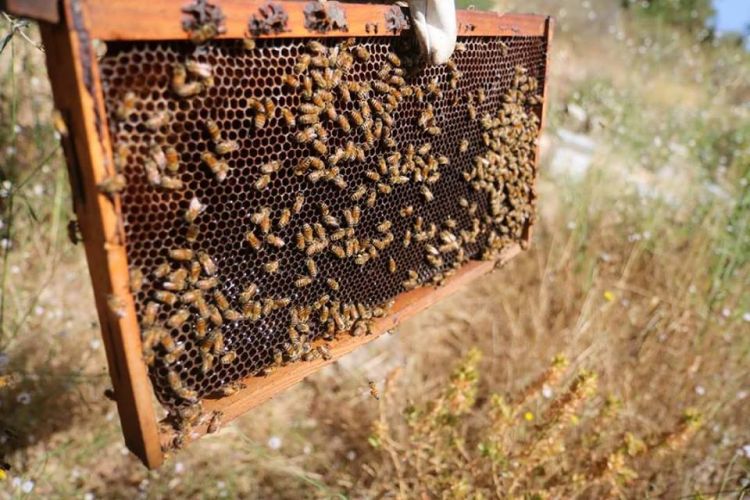 قطف عسل النحل يتم خلال ثماني قطفات متتالية