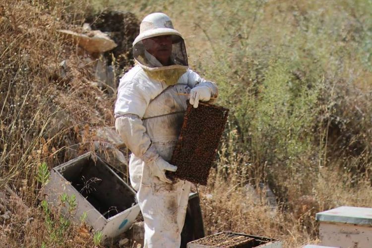 شكاوى مستمرة من تراجع إنتاج العسل