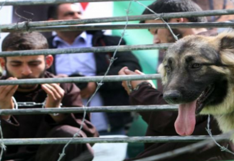 الأسرى الفلسطينيون.. نضال خلف قضبان الاحتلال