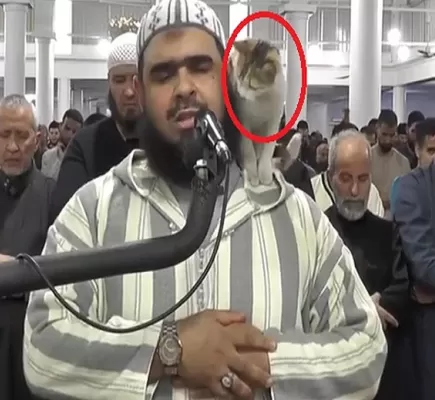 فيديو رائج عبر مواقع التواصل... قطة تتسلل إلى المسجد خلال صلاة التراويح وتداعب الإمام بالجزائر
