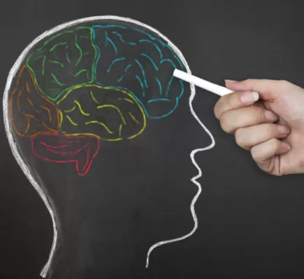 تؤثر على طريقة تفكيرك وتفاعلاتك مع الآخرين… تعرّف إلى نوع دماغك وخصائصه