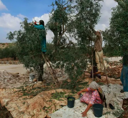 زيتون غزة في سباق مع الاحتلال... قطفٌ مبكر لإنقاذ الثمار من التلف زيتون غزة في سباق مع الاحتلال... قطفٌ مبكر لإنقاذ الثمار من التلف